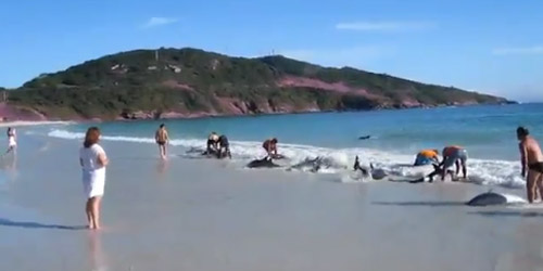 Brésil : des dauphins sauvés par des vacanciers