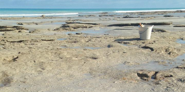 Des dinosaures ont marché sur une plage australienne