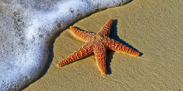 Les étoiles de mer victimes du réchauffement des océans