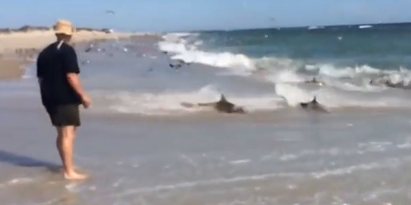 USA : des dizaines de requins envahissent le rivage