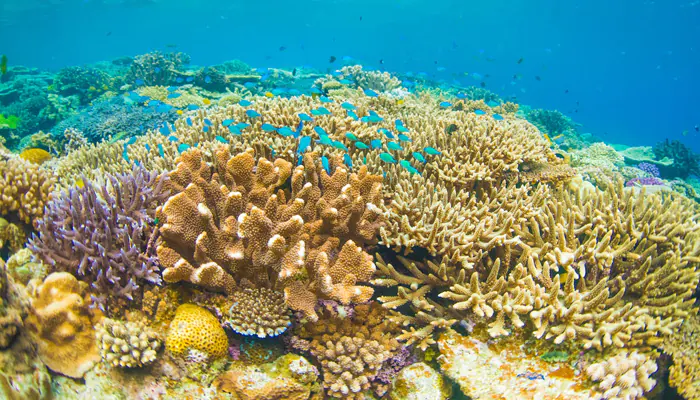 Un florissant récif corallien découvert au large des îles Galápagos