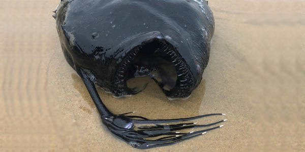Un poisson monstrueux retrouvé sur une plage de Californie