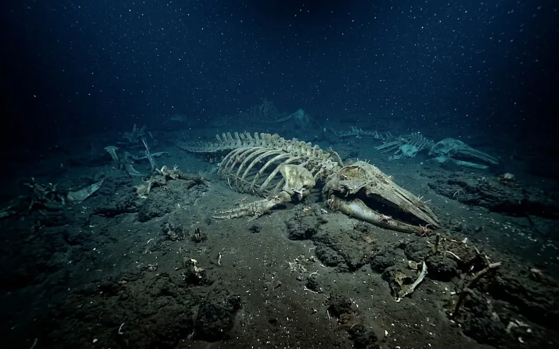 Un immense cimetière de baleines découvert dans l'océan Indien