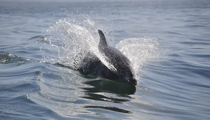 D'inexplicables attaques de dauphins se répètent au Japon