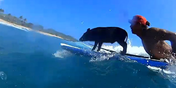 Kama, le cochon qui faisait du surf