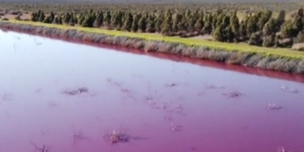 En Argentine, une lagune devient rose à cause des déchets 