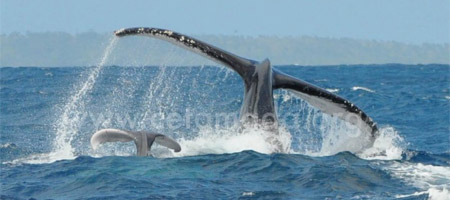 Une baleine naît à Sainte-Marie