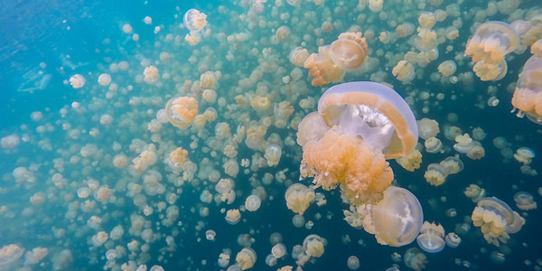 Des méduses pour éradiquer le plastique de nos mers