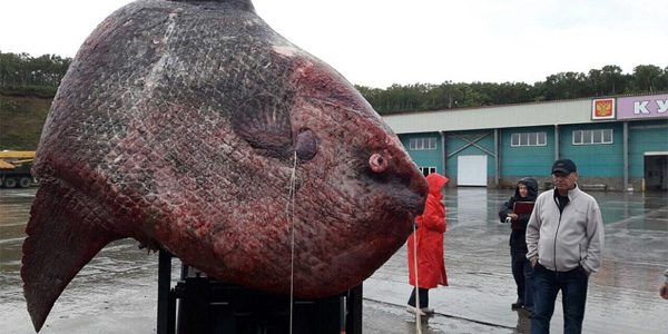 Un poisson géant pêché au large des îles Kouriles