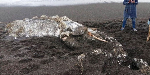 Quel est ce monstre échoué sur une plage russe ?