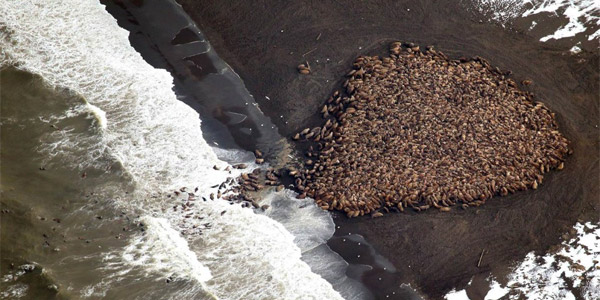 Des milliers de morses réfugiés sur une plage d'Alaska