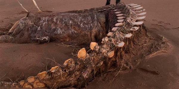 Le monstre du Loch Ness retrouvé sur une plage écossaise ?