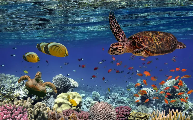 OceanEye, l'initiative européenne pour surveiller et protéger les océans