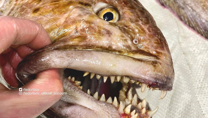 poisson effrayant