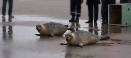 Trois phoques relâchés à Calais