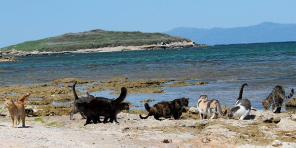 Une plage peuplée par des chats en Sardaigne