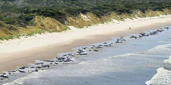 Plus de 200 dauphins s'échouent sur une plage australienne 
