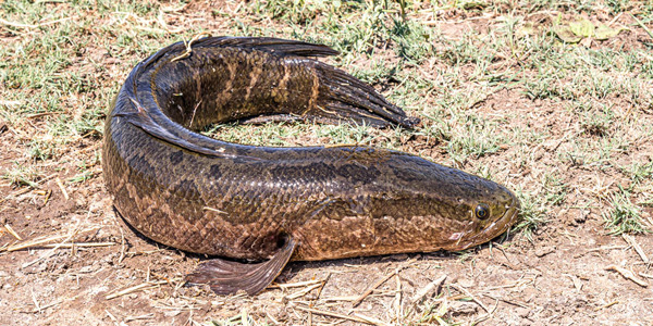 Le poisson tête-de-serpent terrorise les États-Unis