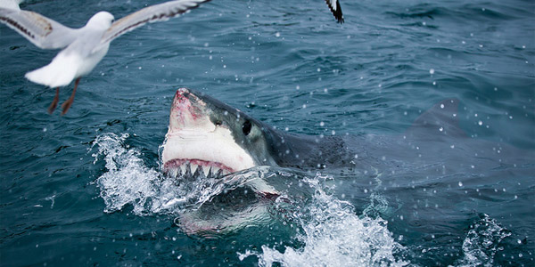 Australie : un requin blanc victime d'un super-prédateur ?