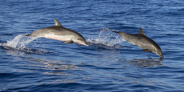 La France va agir contre l'échouage des dauphins sur ses côtes