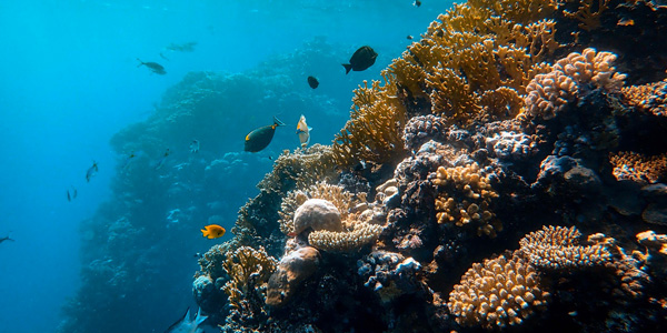 Un récif corallien géant découvert au large de Tahiti 