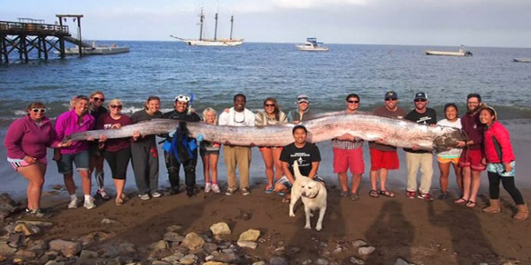Un poisson de 5 mètres découvert en Californie