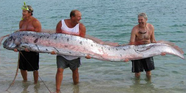 Un poisson géant s'échoue au Mexique