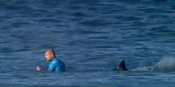 Un requin se jette sur un surfeur en pleine compétition