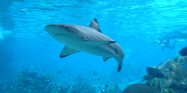 Un sanctuaire pour requins aux îles Samoa