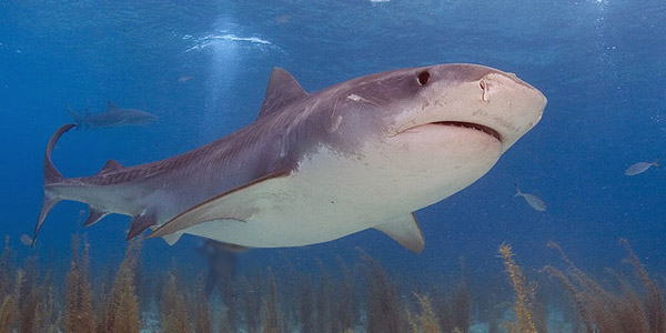 Manger du requin peut nuire à la santé