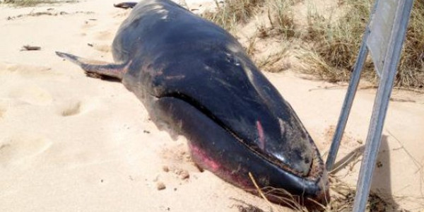 Australie : une baleine peu connue échouée sur la plage