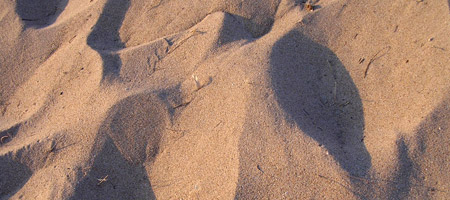 Des staphylocoques sur les plages américaines