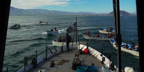 Un bateau Sea Shepherd attaqué par des braconniers