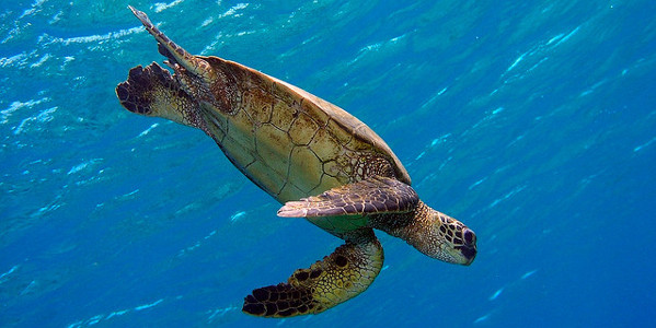 Suivez le périple des tortues dans l'Océan Indien