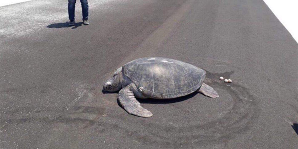 Une tortue cherche sa plage... transformée en aéroport !