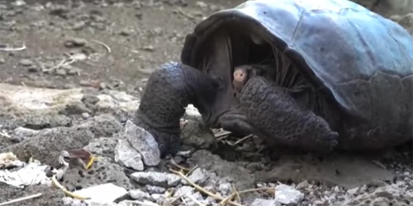 Une tortue redécouverte un siècle après son extinction