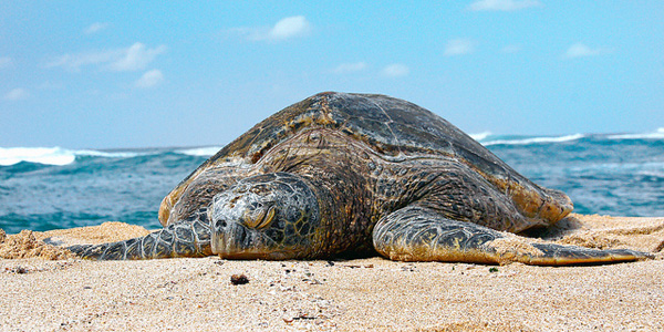 Les tortues de Mayotte menacées par les braconniers