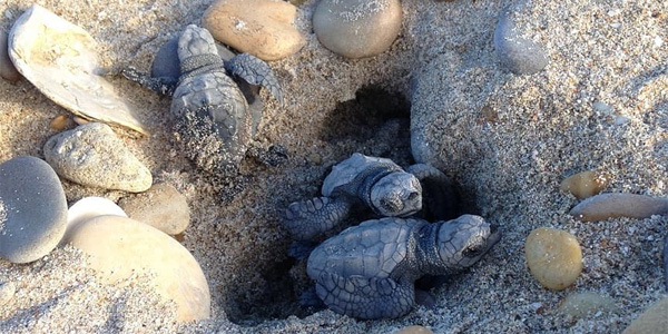 Des bébés tortues naissent sur une plage française