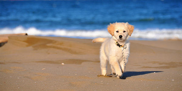 Les chiens aussi vont à la plage