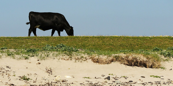 Les vaches mangeant des algues émettraient moins de gaz à effet de serre