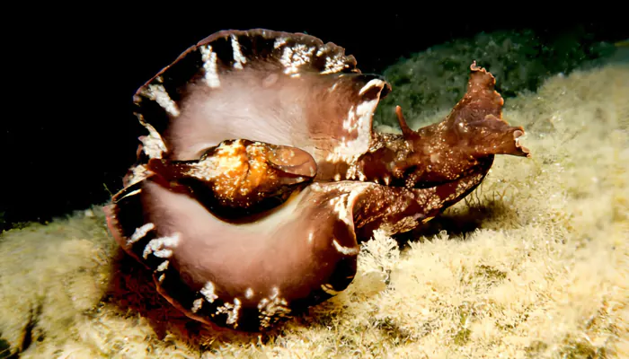 L'aplysie, un lièvre de mer qui adore manger les algues