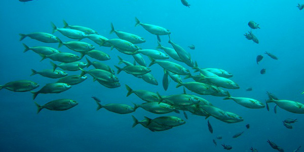 L'aquaculture peut-elle sauver les océans ?
