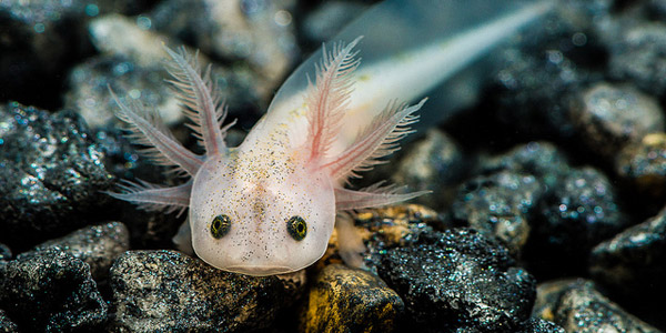 L'axolotl, l'étrange créature en voie d'extinction