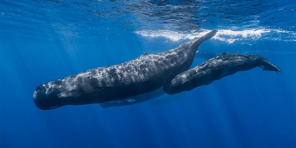 La baleine, le plus gros mammifère marin