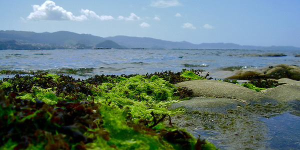 Biomasse-énergie marine : les algues en action