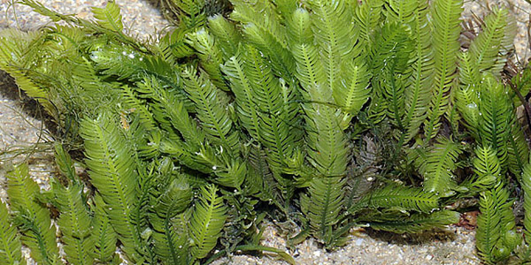 La Caulerpa taxifolia, l'algue tueuse