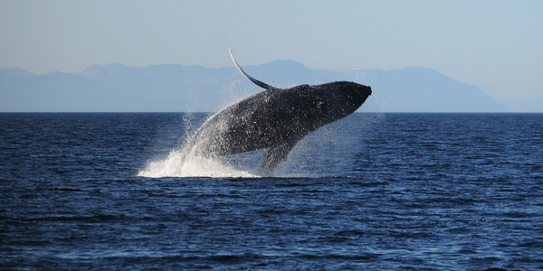 La chasse à la baleine, une pratique révoltante