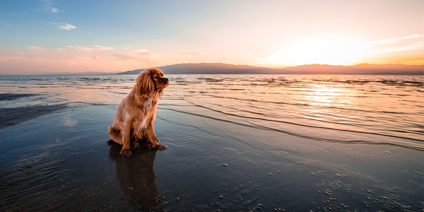 Emmener son chien à la plage : précautions et bons réflexes