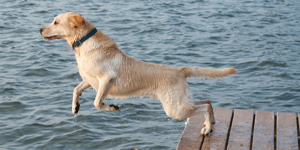 Le chien de sauvetage, le meilleur ami du nageur