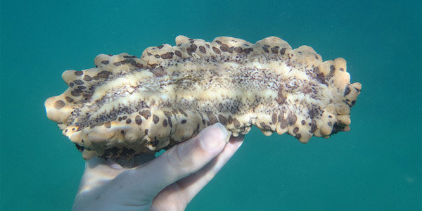 Le concombre de mer, étrange et mystérieux